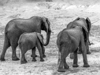 Rezerwat w Chobe (Botswana)